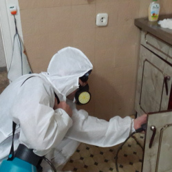 Дезинфекция от муравьев в квартире в Новом Девяткино
